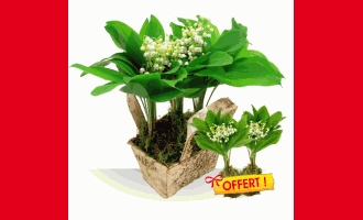 muguet