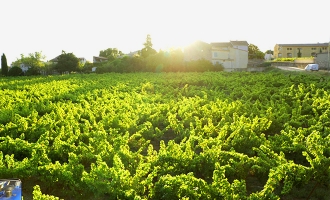cave, saint firmin, vins, degustation, uzes, 30