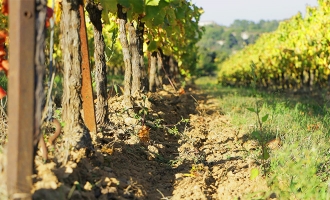 cave, saint firmin, vins, degustation, uzes, 30